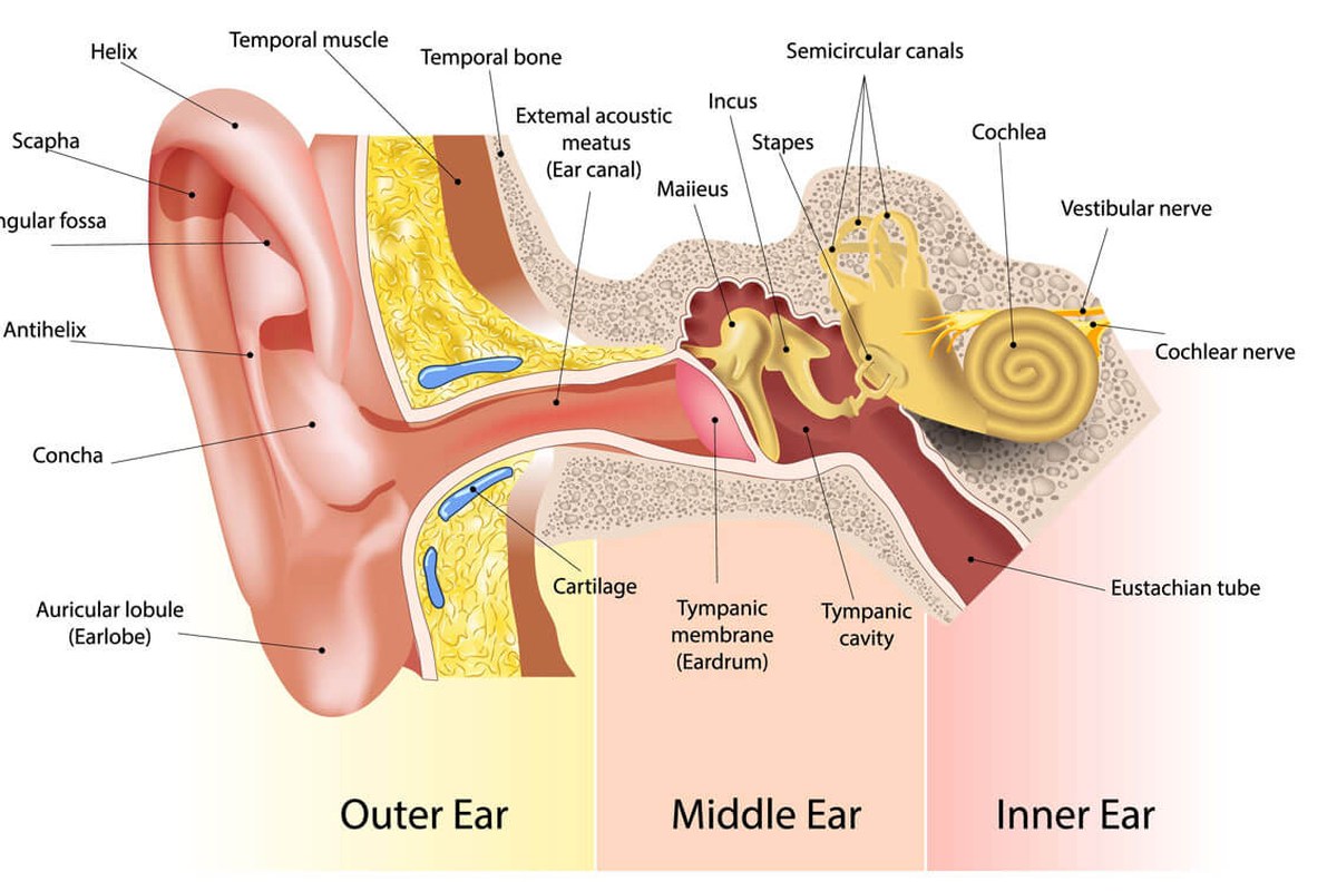 Ear Pain Relief Safety Tips ear health information