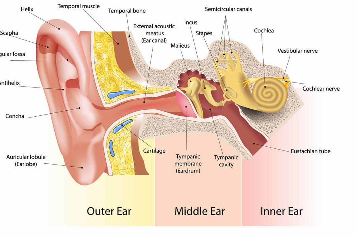 Ear Fullness Common Questions Answered ear health information
