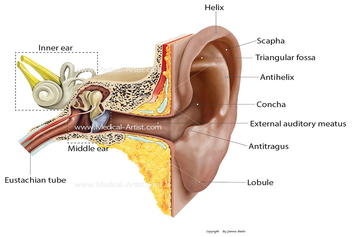 Ear Infection Signs ear health information