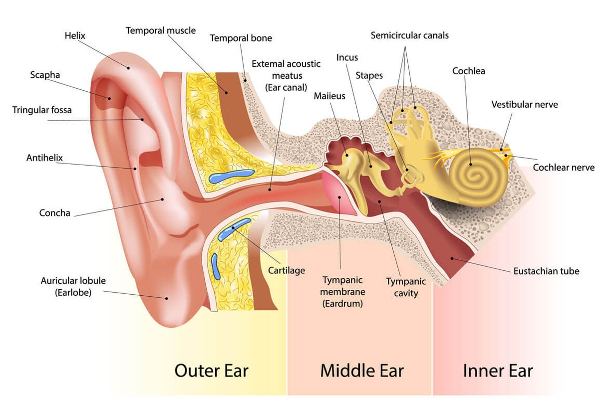Ear Infection Signs What To Know ear health information