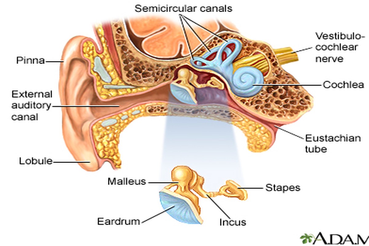 Ear Pain After Flying Common Questions Answered ear health information