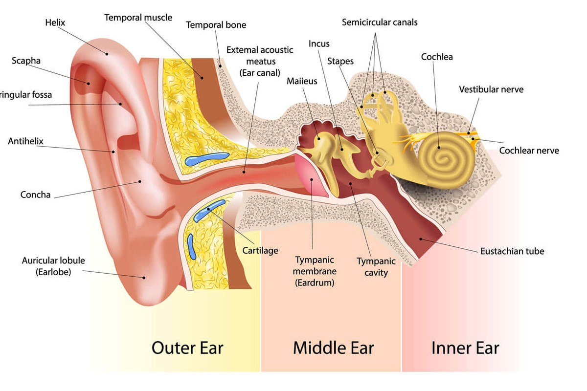 Ear Pain After Swimming Practical Tips ear health information