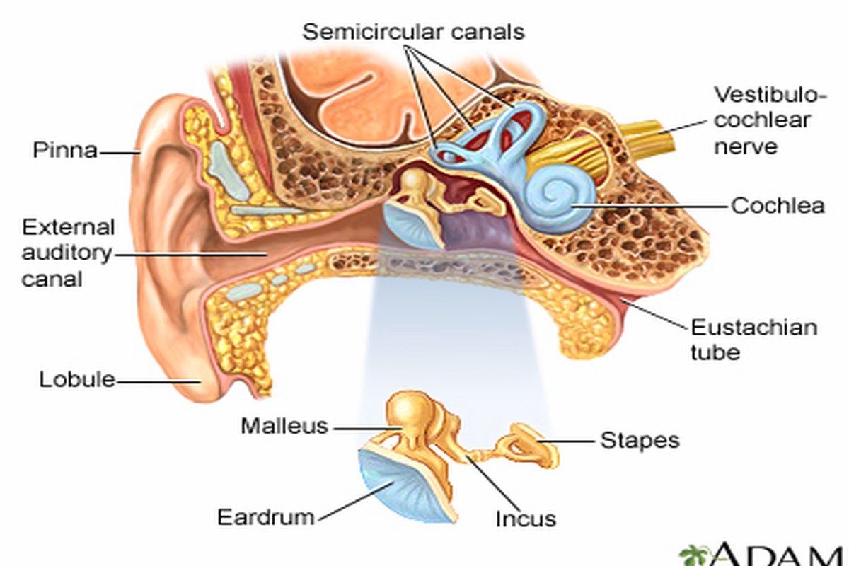Ear Pain After Swimming What To Know ear health information