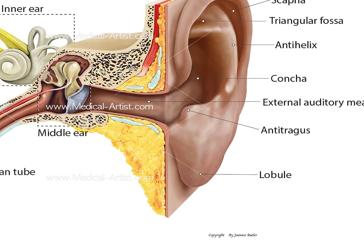 Ear Pain And Allergies Common Questions Answered ear health information
