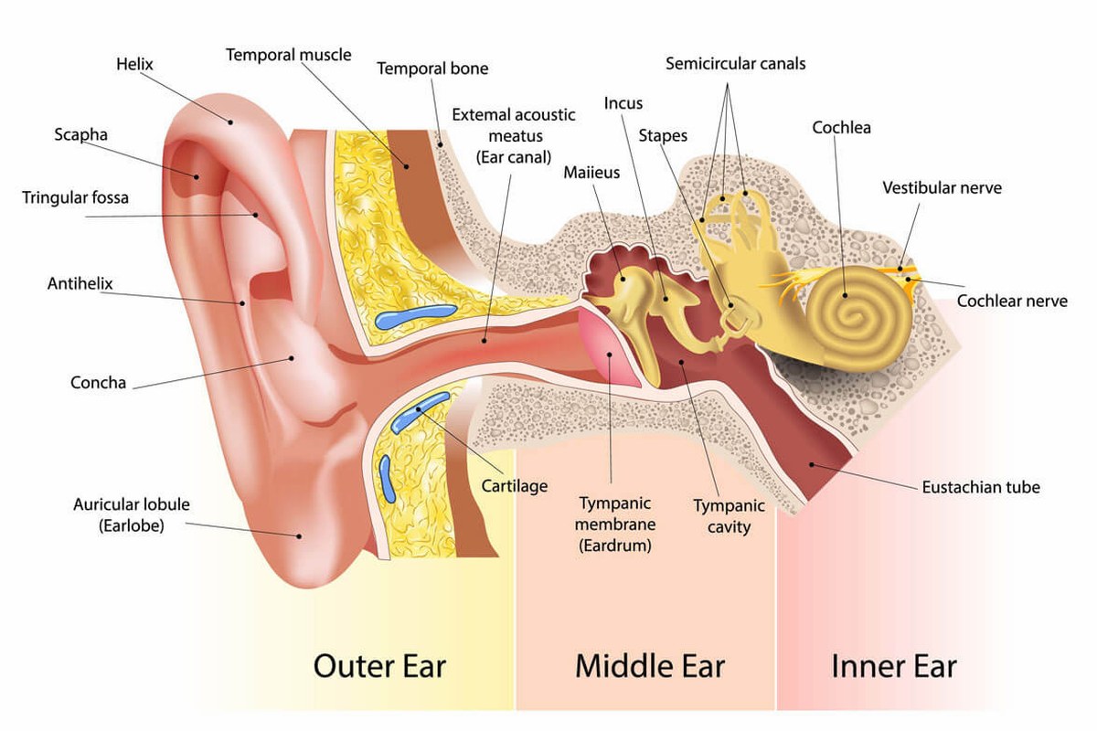 Ear Pain And Colds A Beginners Guide ear health information