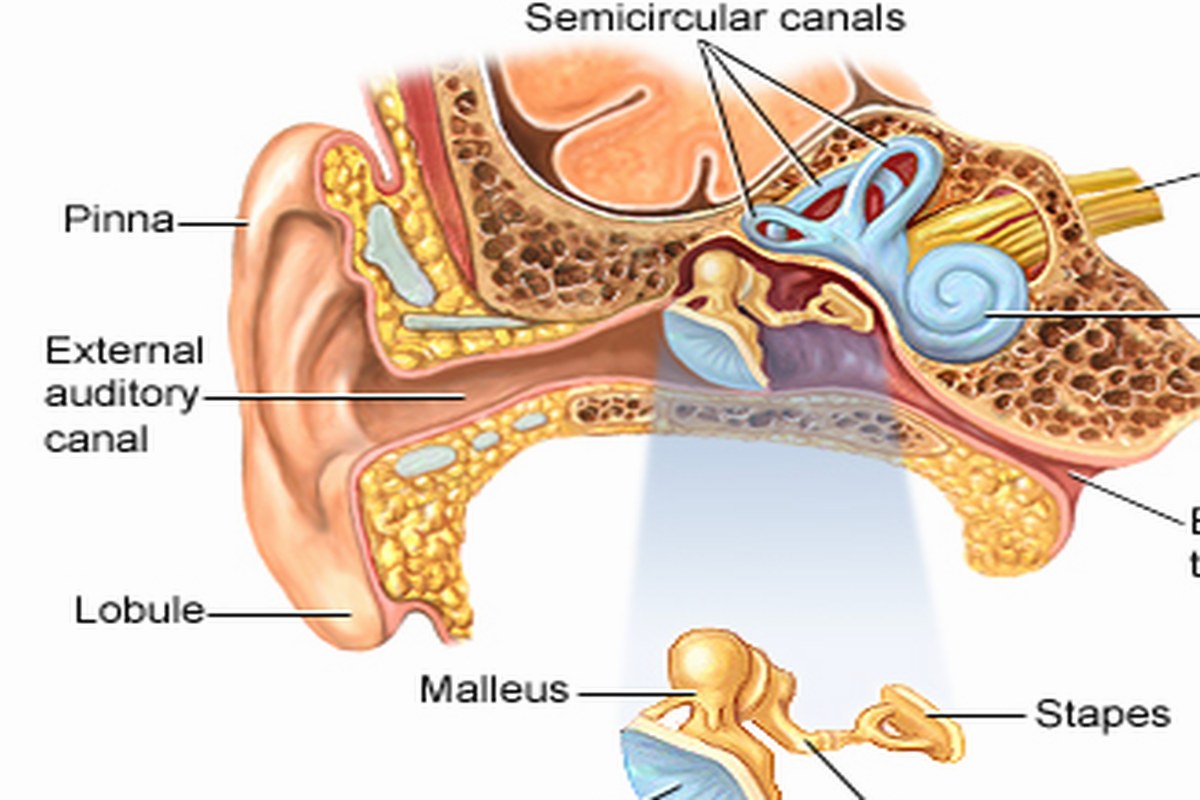 Ear Pain And Hearing Changes A Beginners Guide ear health information