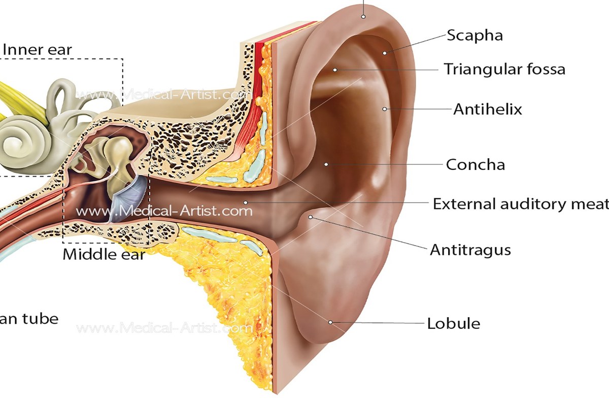 Ear Pain And Hearing Changes Practical Tips ear health information
