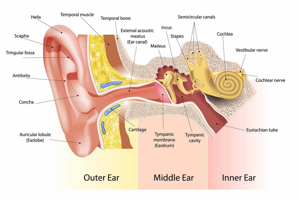 Ear Pain And Ringing Everyday Checklist ear health information
