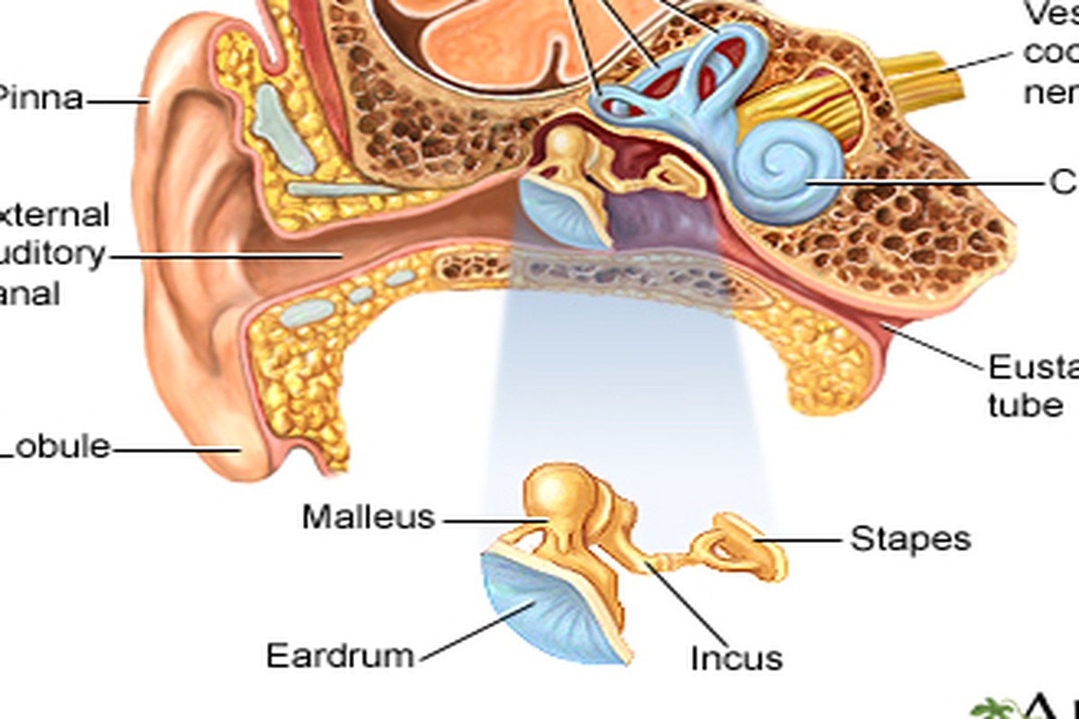 Ear Pain And Ringing Signs And Causes ear health information