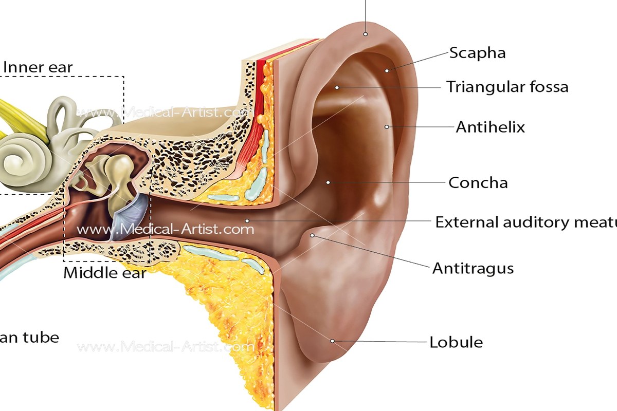 Ear Pain And Sinus Pressure A Beginners Guide ear health information