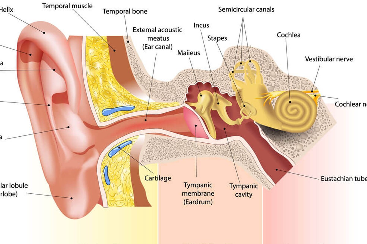Ear Pain At Night ear health information