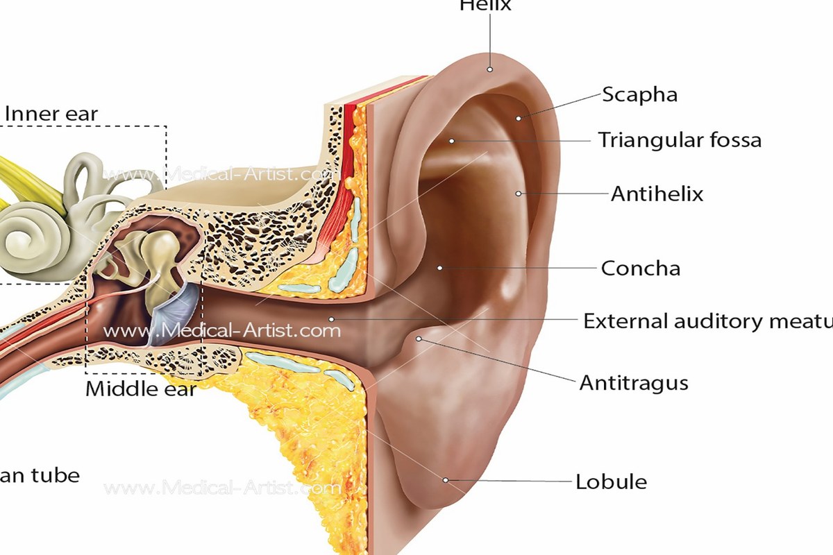 Ear Pain At Night Signs And Causes ear health information