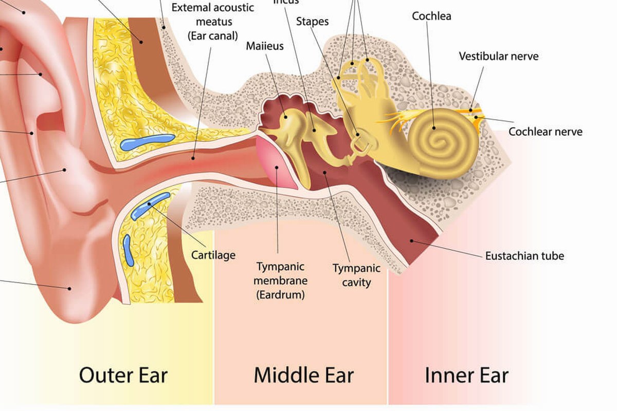 Ear Pain When Chewing Safety Tips ear health information