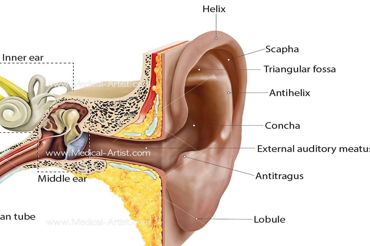 Earache In Adults Everyday Checklist ear health information