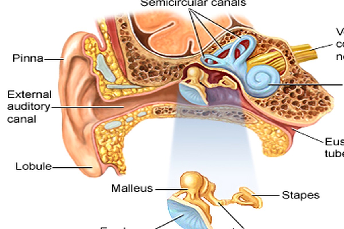 Earache In Children Safety Tips ear health information