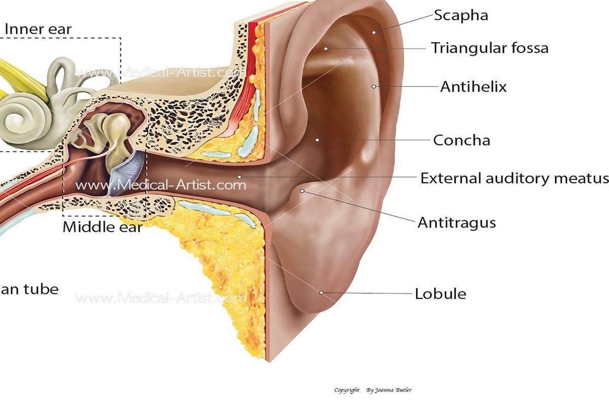 Earwax And Earache ear health information