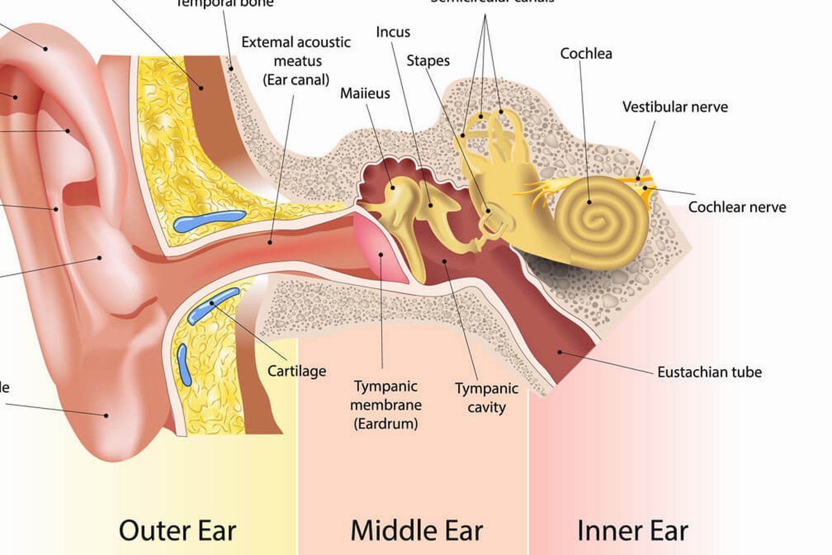 Earwax And Earache What To Know ear health information