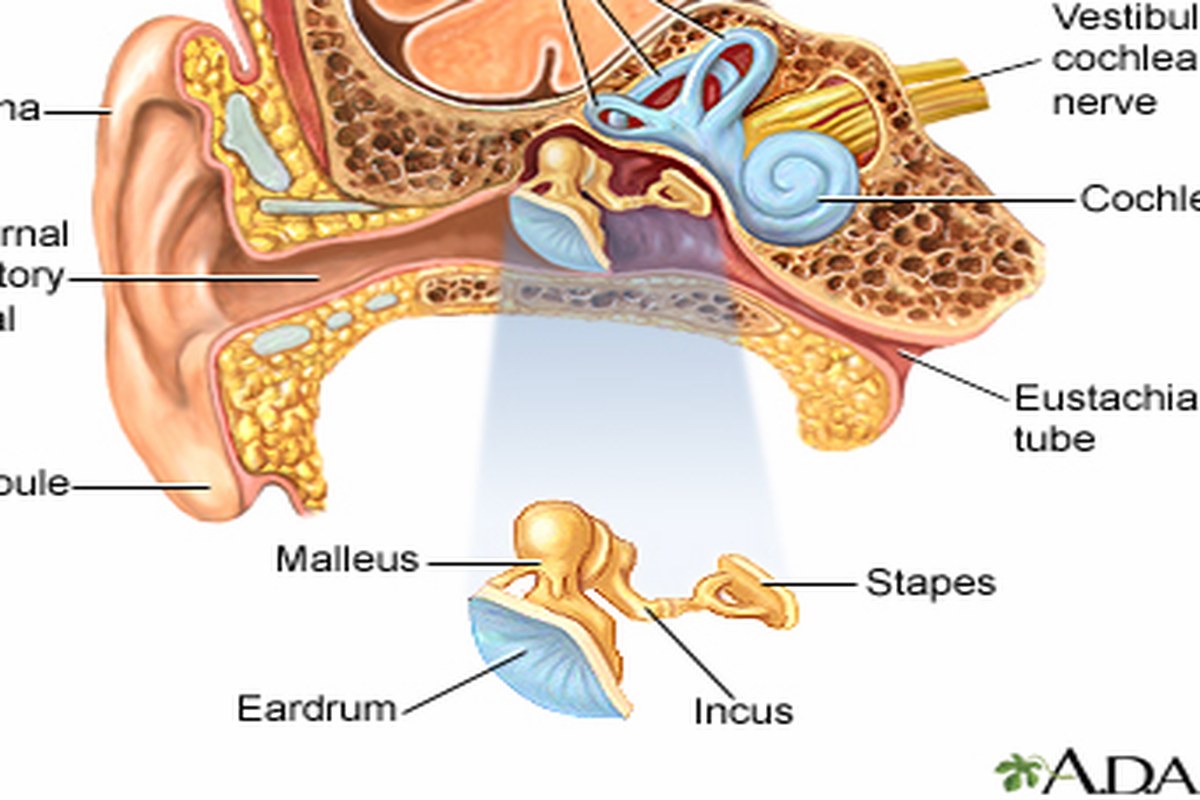 Earwax Buildup Common Questions Answered ear health information