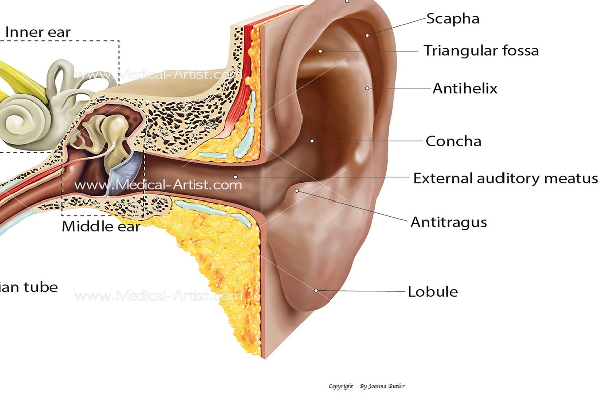 Earwax Buildup Safety Tips ear health information