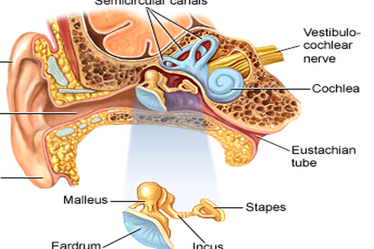 Jaw And Ear Pain What To Know ear health information