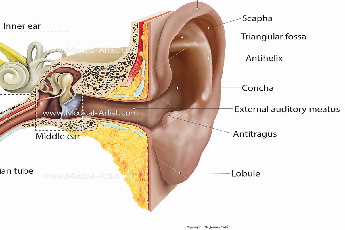 Middle Ear Infection Common Questions Answered ear health information