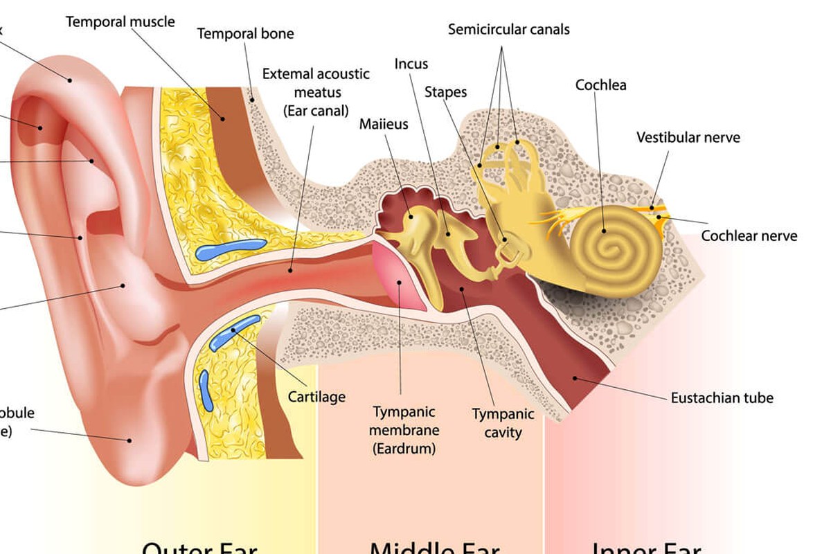 One Sided Ear Pain A Beginners Guide ear health information