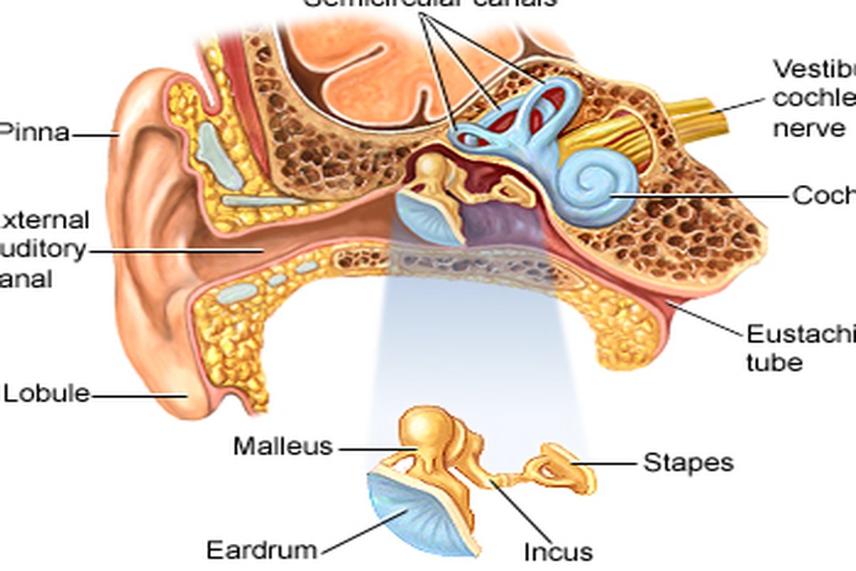 Swimmers Ear A Beginners Guide ear health information