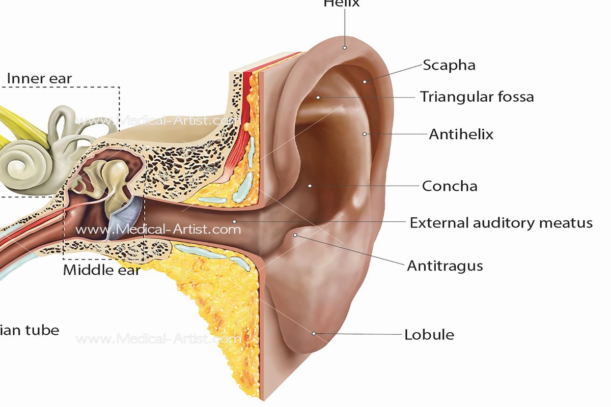 Swimmers Ear Practical Tips ear health information