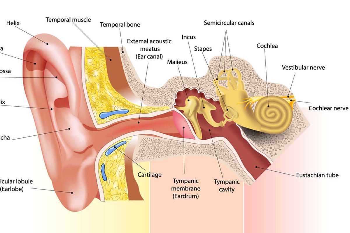 Tooth And Ear Pain Everyday Checklist ear health information