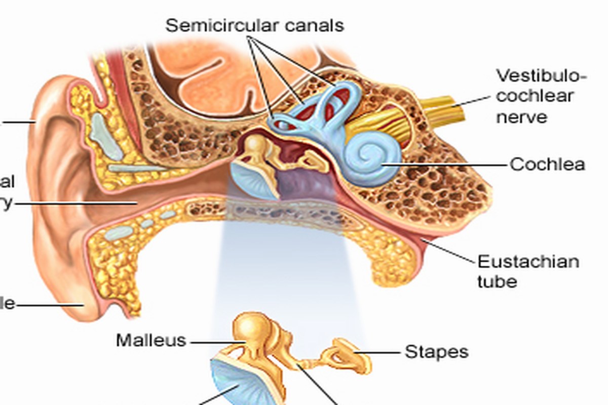 Tooth And Ear Pain Signs And Causes ear health information